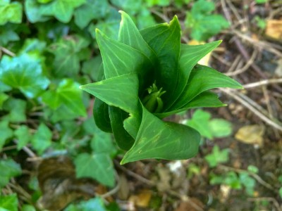 Paris polyphylla - medium image 3