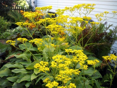 Patrinia gibbosa - medium image 3