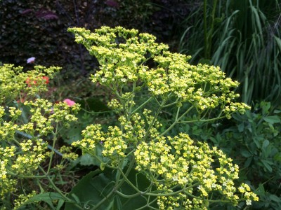 Patrinia punctiflora - medium image 3