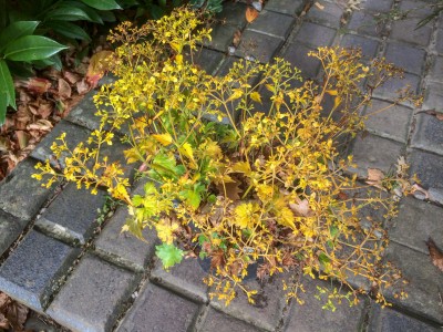 Patrinia triloba - medium image 3