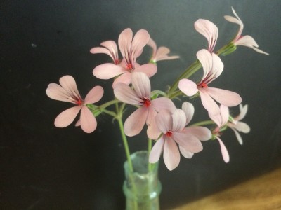 Pelargonium quinquelobatum - medium image 3