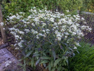 Peltaria alliaceae - medium image 3