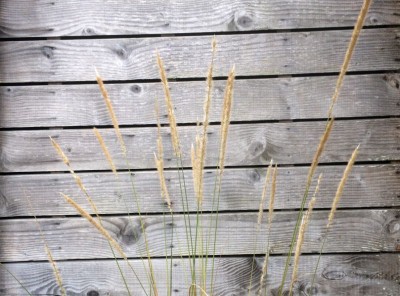 Pennisetum macrourum - medium image 3