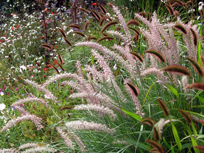 Pennisetum orientale - medium image 3