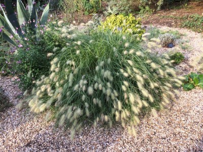 Pennisetum villosum - medium image 3