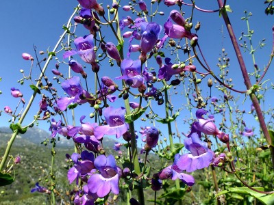 Penstemon spectabilis - medium image 3