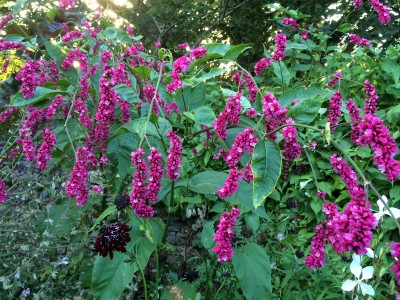 Persicaria orientalis - medium image 3