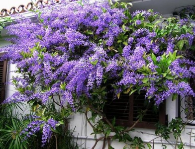 Petrea volubilis - medium image 3