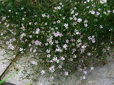 Petrorhagia saxifraga - medium image 3
