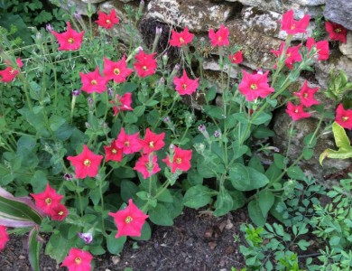 Petunia exserta - medium image 3