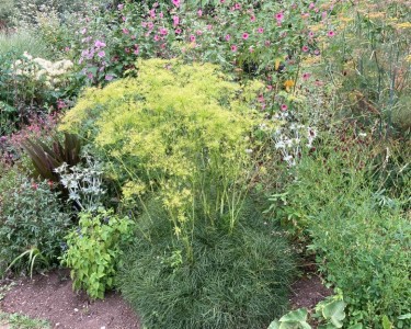 Peucedanum officinale - medium image 3