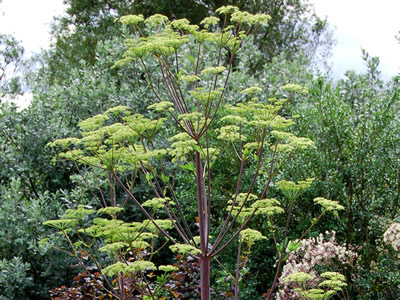 Peucedanum verticillare - medium image 3