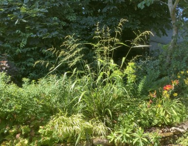 Phaenosperma globosa - medium image 3