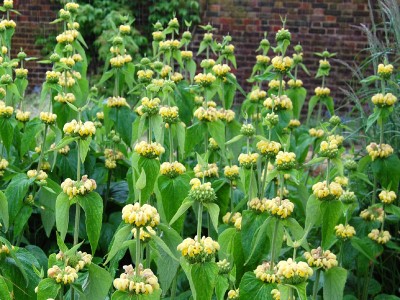 Phlomis russeliana - medium image 3