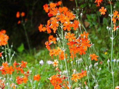 Primula cockburniana AGM - medium image 3