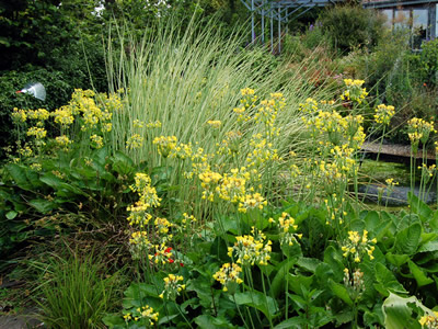 Primula florindae AGM - medium image 3