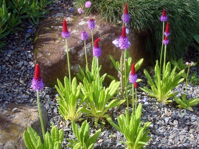 Primula vialii - medium image 3