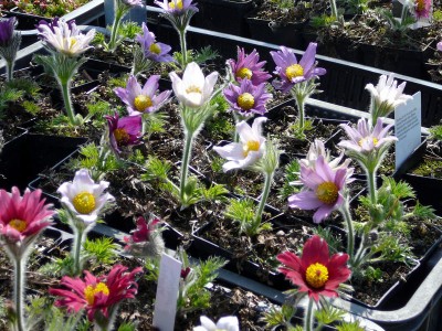Pulsatilla vulgaris 'Papageno' - medium image 3