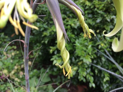 Puya mirabalis - medium image 3