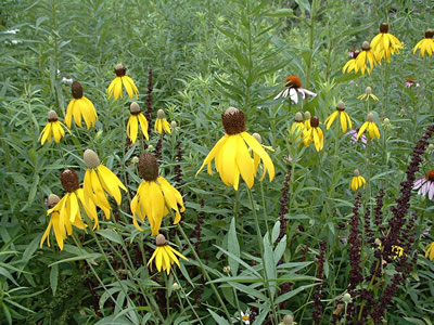 Ratibida pinnata - medium image 3