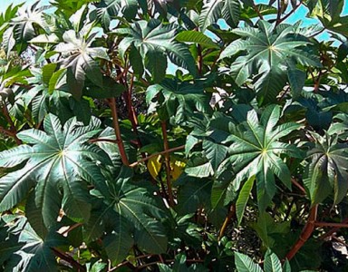 Ricinus communis - medium image 3