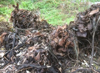 Rodgersia pinnata - medium image 3
