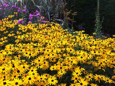 Rudbeckia fulgida 'Goldsturm' AGM - medium image 3