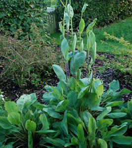 Rudbeckia maxima - medium image 3