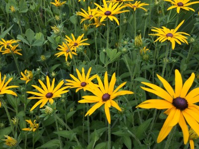 Rudbeckia missouriensis AGM - medium image 3