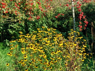Rudbeckia triloba AGM - medium image 3