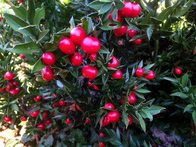 Ruscus aculeatus - medium image 3