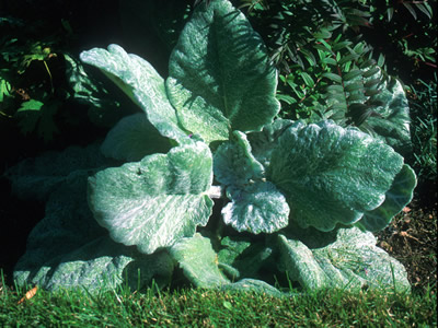 Salvia argentea - medium image 3
