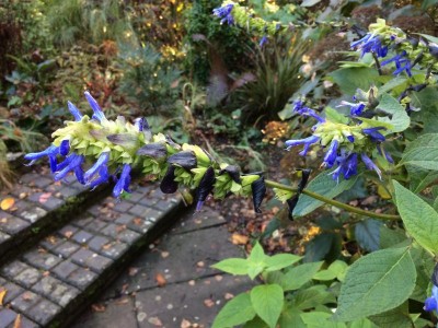 Salvia atrocyanea - medium image 3