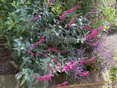 Salvia curviflora - medium image 3