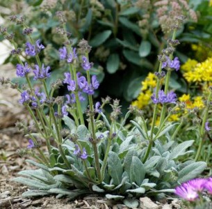 Salvia daghestanica - medium image 3