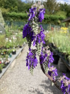 Salvia nutans - medium image 3