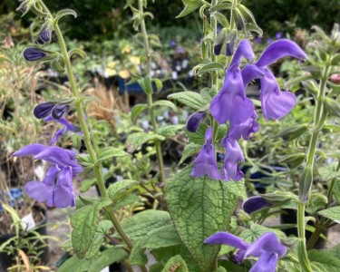 Salvia patens 'Chilcombe' - medium image 3