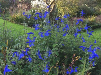 Salvia patens Giant form - medium image 3
