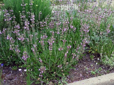 Salvia recognita - medium image 3