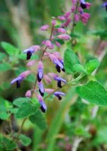 Salvia semiatrata - medium image 3