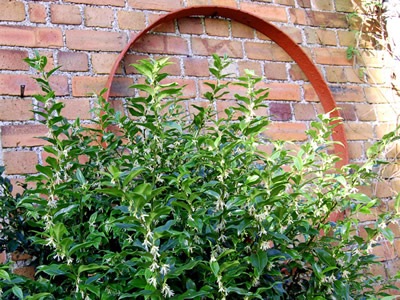 Sarcococca confusa - medium image 3
