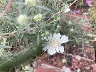 Scabiosa argentea - medium image 3