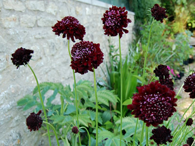Scabiosa 'Black Knight' - medium image 3