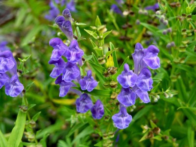Scutellaria baicalensis - medium image 3