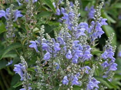 Scutellaria incana - medium image 3