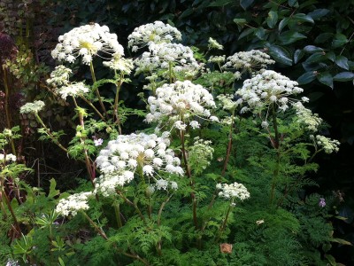 Selinum wallichianum - medium image 3