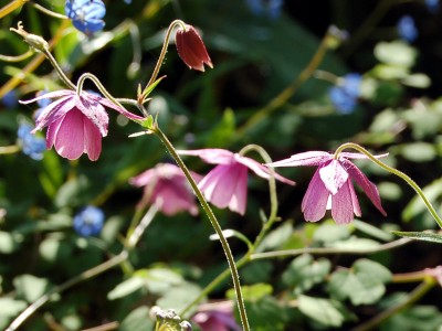Semiaquilegia ecalcarata - medium image 3