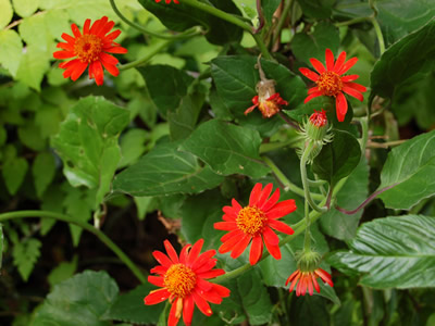 Senecio confusus - medium image 3