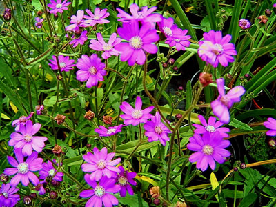 Senecio polyodon - medium image 3