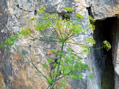 Seseli gracile - medium image 3
